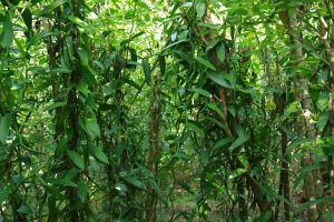bg-small-leaf