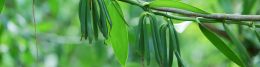 bg-small-leaf