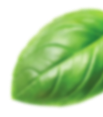 bg-big-leaf