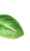 bg-left-leaf