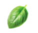 bg-small-leaf